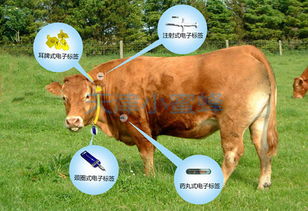 畜牧业中生产管理RFID应用解决方案