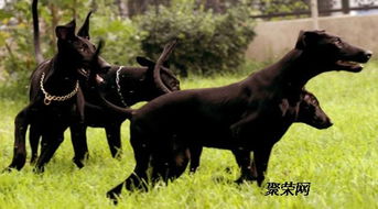 中华黑狼犬养殖基地