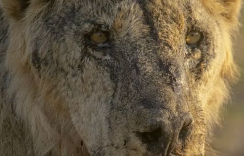十头狮子外出觅食被牧民用长矛击杀,其中包括非洲最年长的狮子