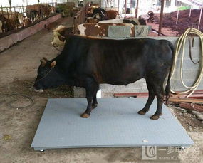 称猪称牛电子地磅 称重5吨宽1.2米长1.5米