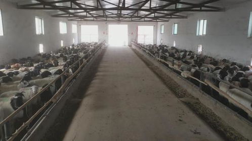 和静县 114万头 只 牲畜出栏 政府多措并举为牧民增收