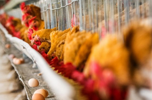 鸡蛋网:山东某畜禽饲养厂采用先进饲养技术,推动畜禽饲养全新发展