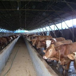 山东大型肉牛养殖调拨基地
